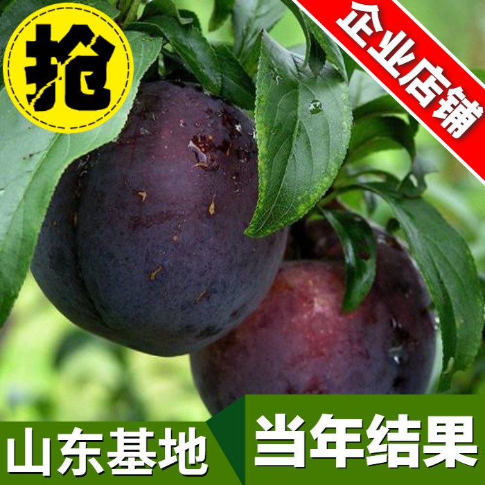 嫁接李子树苗南北方种植果树苗黑琥珀李黑布林李子苗当年结果包邮