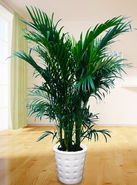 散尾葵大盆栽植物凤尾竹大型绿植夏威夷竹子盆景客厅室内富贵椰子