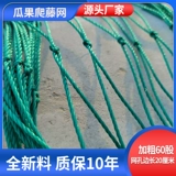 Tyed Vinenin Fruit Network Paixiang Fruit Network Vineyard Net посадка сеть зелень зеленой тыквы чистая арбуза Net Net Doudou Corner Net