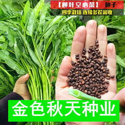 秋季柳叶空心菜种子农家四大叶空心菜竹叶菜季耐热耐湿高产菜种孑