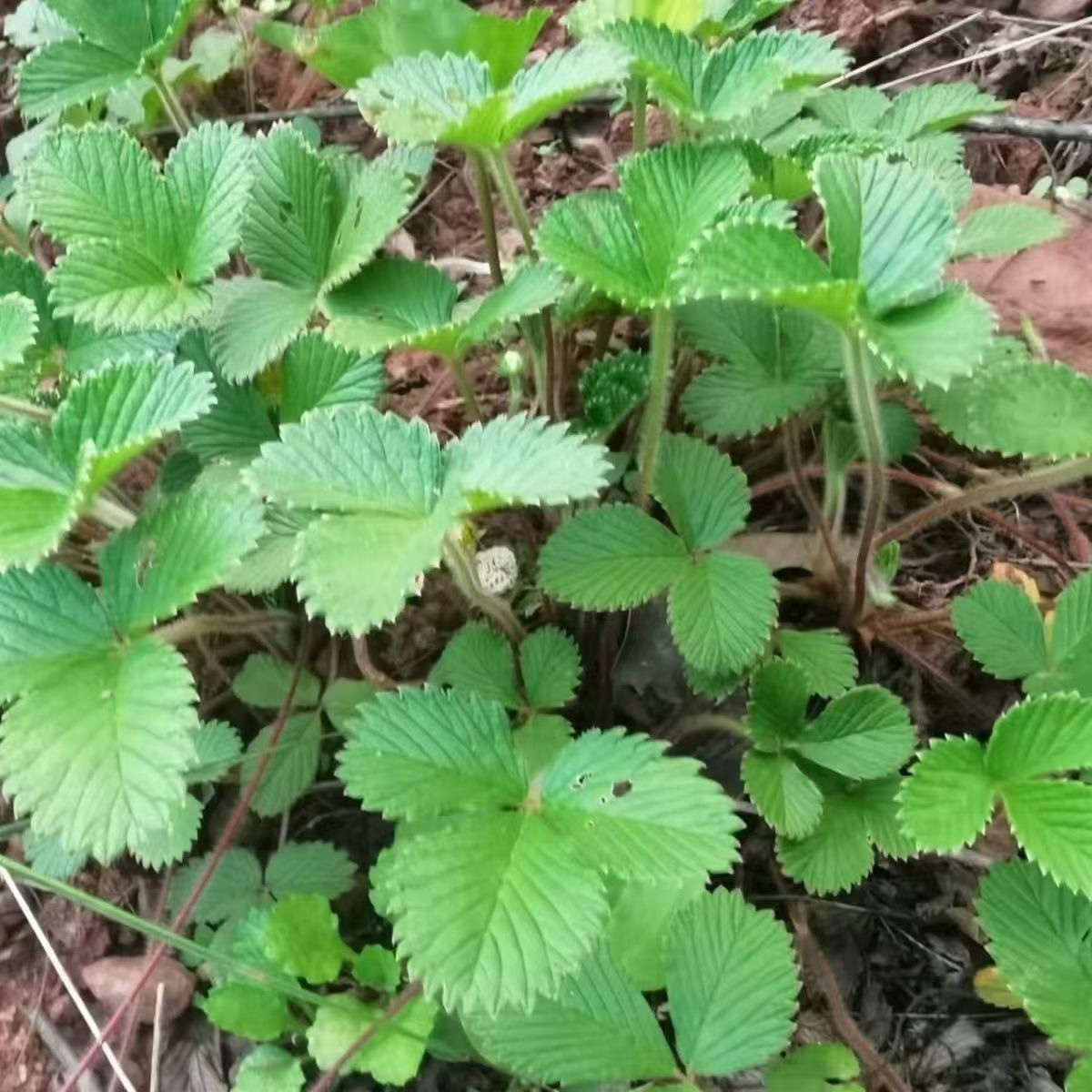 云南深山白草莓当季现挖新鲜