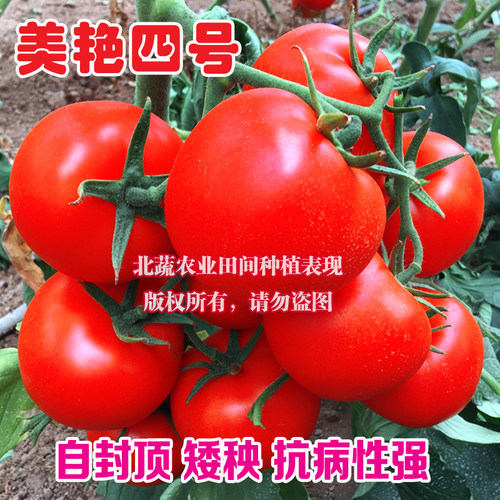 西红柿种孑自封顶有限生长大红矮