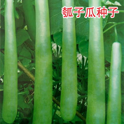 葫芦瓜四季早生冬菜瓠子