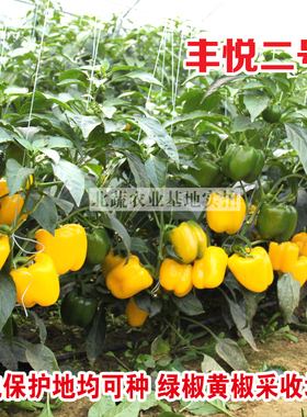 甜椒种子黄色灯笼椒黄彩椒方椒柿子椒四季阳台盆栽大田好吃圆椒