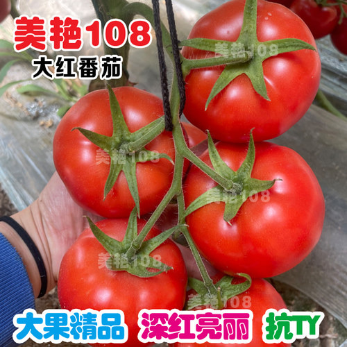美艳108大红番茄种子精品西红柿