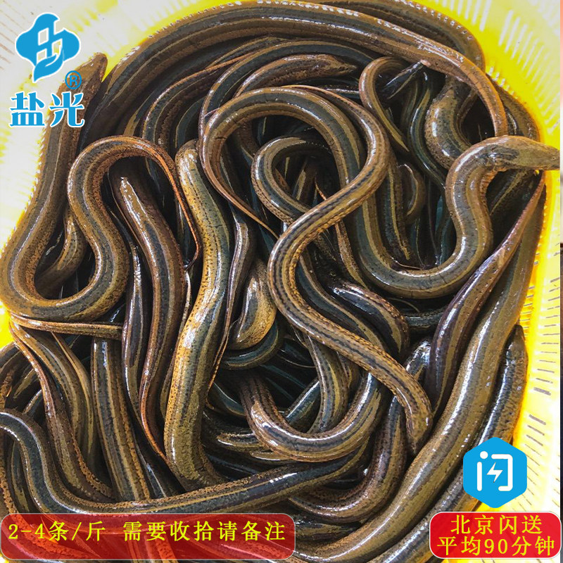 黄鳝鱼2-4条/斤500g可以帮忙收拾去骨鳝片鳝丝鳝段泥鳅