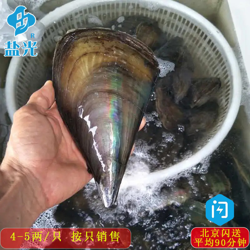 鲜活带子4-5两/只按只销售海鲜贝类贝壳绿贝蒜蓉粉丝扇贝丁柱元贝
