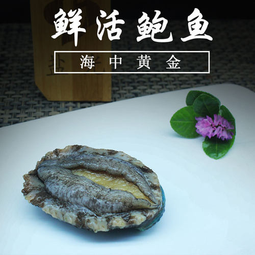 大连新鲜活鲍鱼10头鲍新鲜野生5只起售