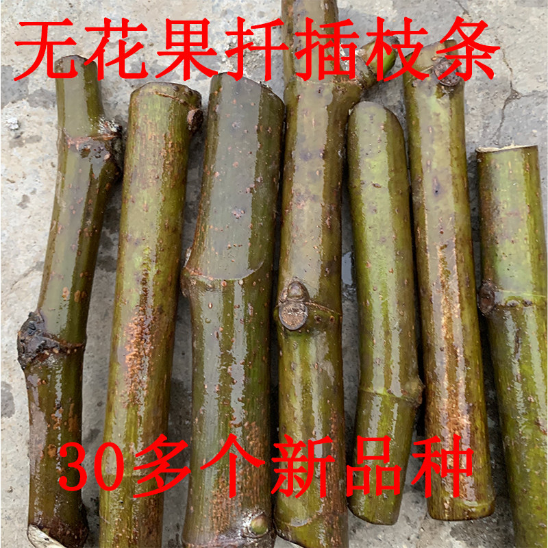 无花果嫁接枝条无花果种子种苗嫁接枝条细插穗接穗鲜枝条嫩枝树枝
