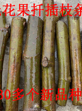 森农哥无花果扦插枝条嫁接枝条