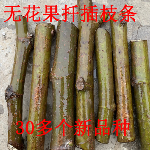 森农哥无花果扦插枝条嫁接枝条