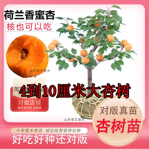 森农哥珍珠油杏新疆小白杏