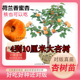 珍珠油杏杏树苗杏树活苗果苗味王李子脆甜柿子大杏树