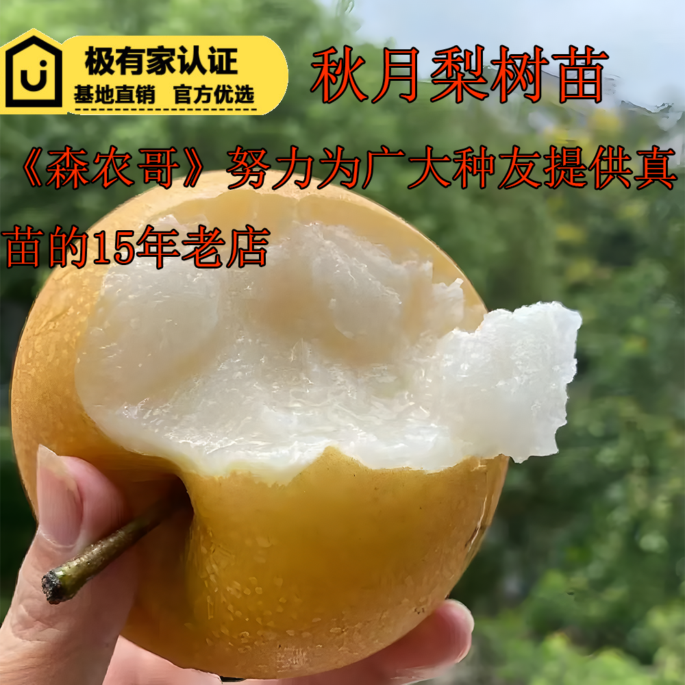 森农哥 嫁接秋月梨梨树苗盆栽盆景香酥梨