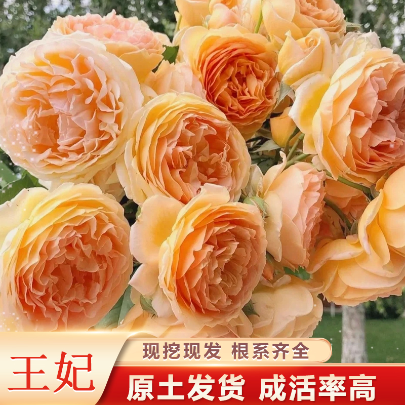 王妃黄色爬藤月季带土发货