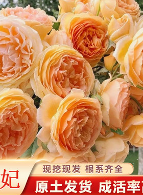 王妃黄色爬藤月季带土发货
