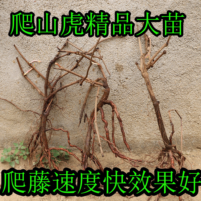 爬山虎大苗小幼苗五叶爬墙虎苗绿化苗木复绿苗木遮荫爬藤植物老桩