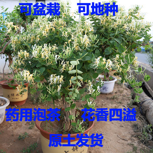 四季树形金银花苗树苗金银花盆栽盆景老桩植物种子药用室内可食用原价12 00元现价12 00元包邮抢购广西园林行业平台