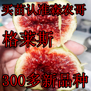 水蜜桃无花果树苗格莱斯无花果盆栽