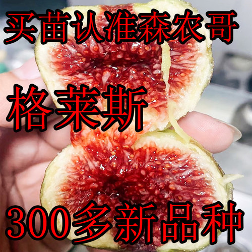 水蜜桃无花果树苗格莱斯无花果盆栽