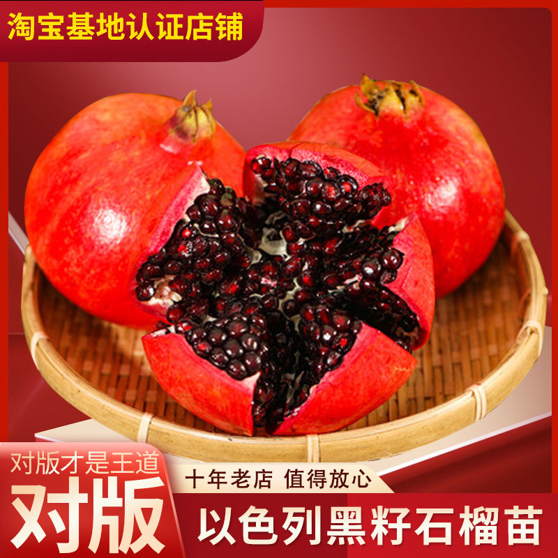 以色列黑子黑籽石榴树苗盆栽