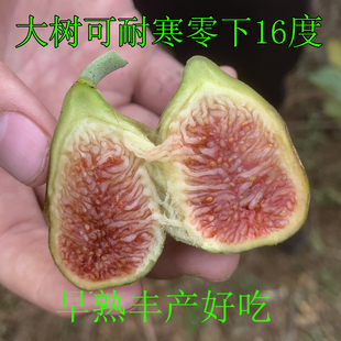 哈代耐寒芝加哥无花果树苗无花果盆栽带盆发货