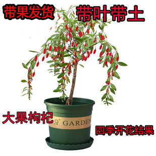 食鲜红色宁夏枸杞子树苗盆栽果盆景树桩种子带枸杞苗菜叶枸杞树