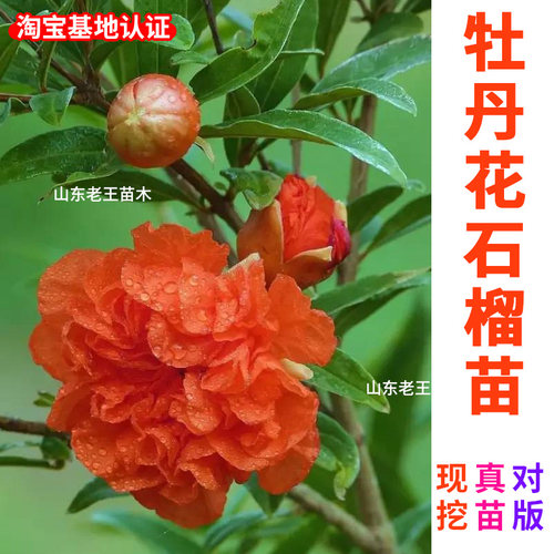 森农哥观花观果牡丹花石榴树苗