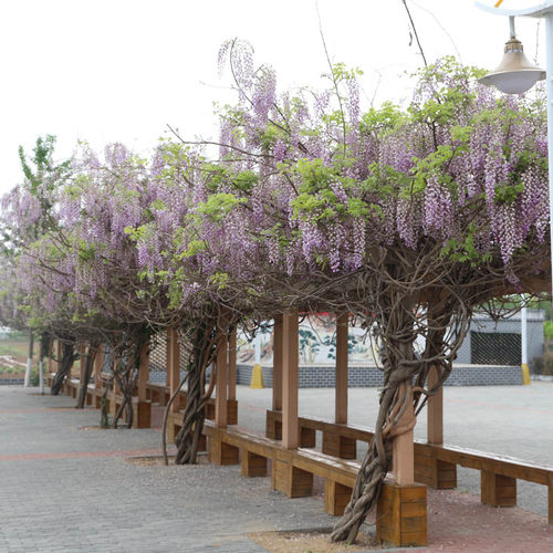 日本丰花紫藤开花超多别墅种子
