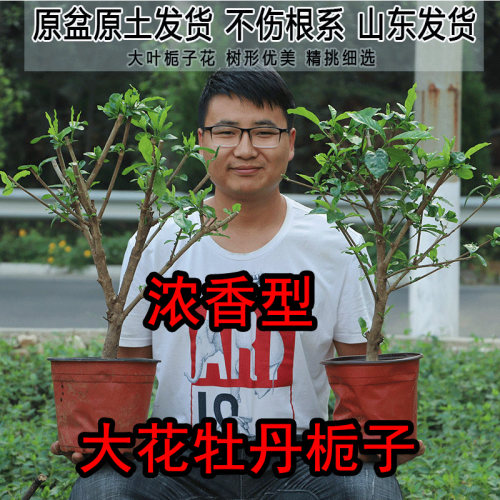 浓香大花牡丹栀子花盆栽