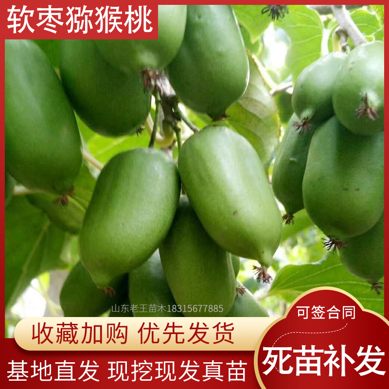 森农哥软枣奇异莓猕猴桃苗