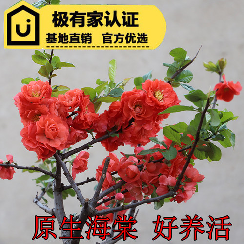 森农哥世界一长寿花海棠长寿多福