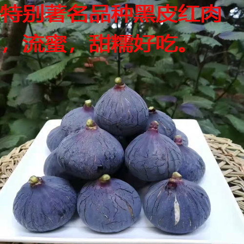 买无花果树苗认准森农哥无花果