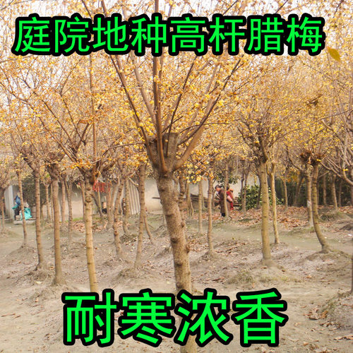 浓香型原生树型素心腊梅带花带土