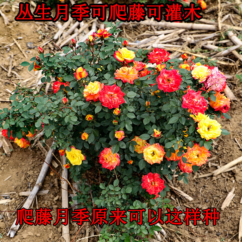 盆栽五彩阳台矮藤本树苗月季灌木月季阳台庭院种子玫瑰花卉植物