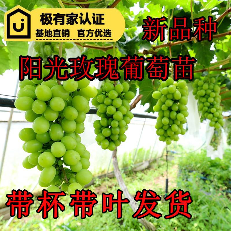 森农哥无核青提晴王 阳光玫瑰葡萄树苗盆栽爬藤果遮阴植物提子