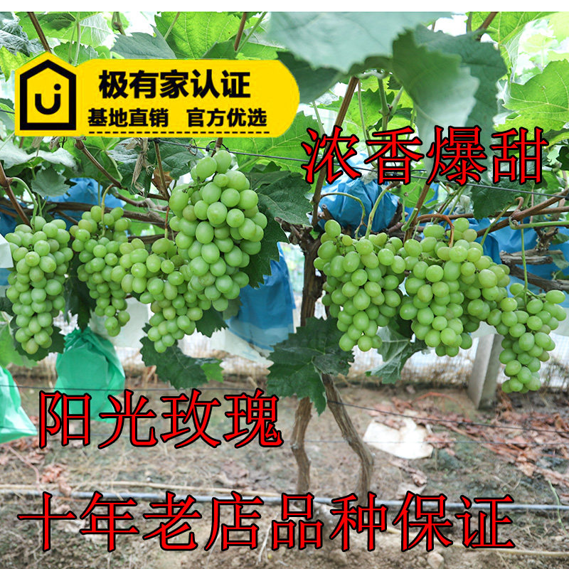 森农哥晴王阳光玫瑰葡萄苗种子妮娜皇后树苗种植嫁接枝条 盆栽