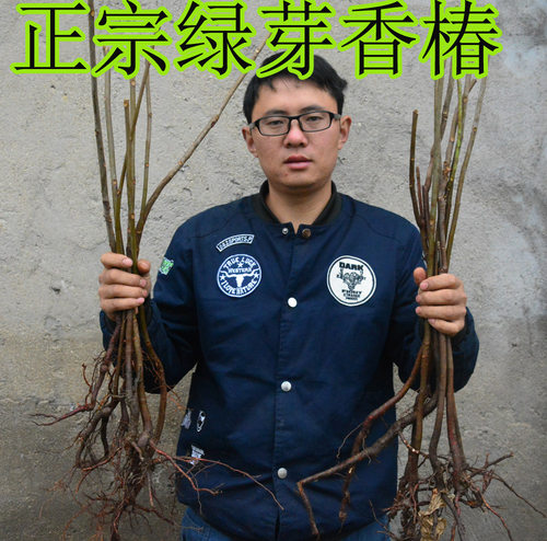 红油香椿芽树苗绿芽香椿苗盆栽食用菜品芽苗菜室内四季蔬菜 - 封面
