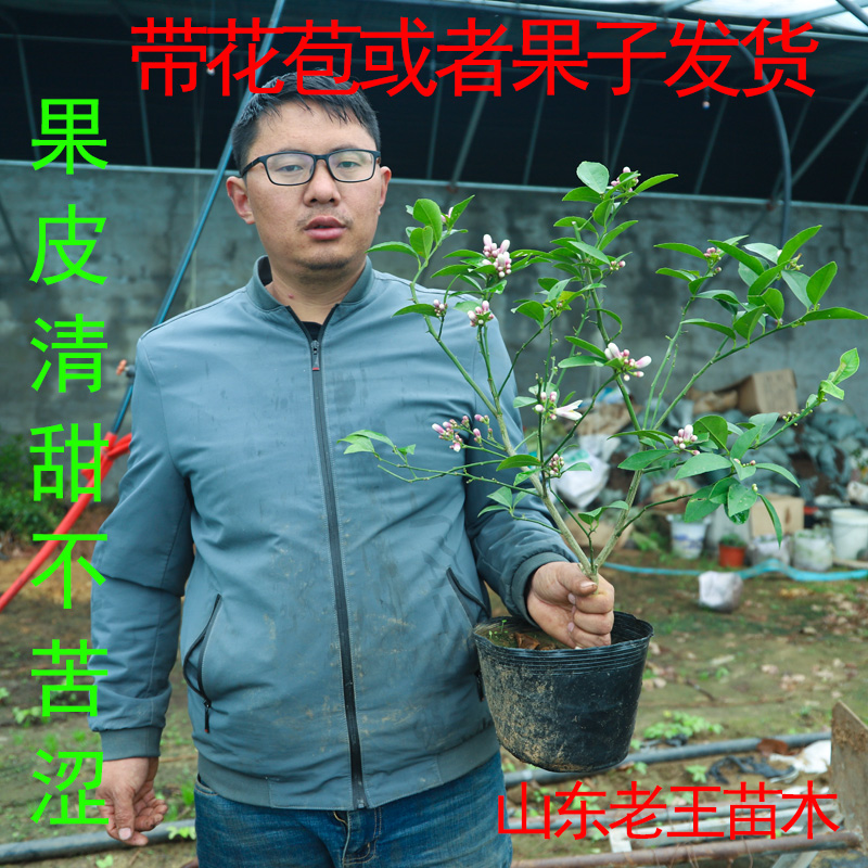 台湾无核广东香水柠檬树四季柠檬树苗阳台果树盆栽北方果实盆景