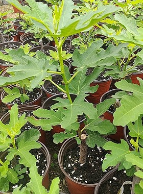 森农哥宽叶斯特拉无花果