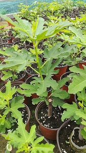 宽叶斯特拉无花果树苗无花果盆栽
