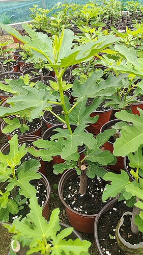 森农哥宽叶斯特拉无花果