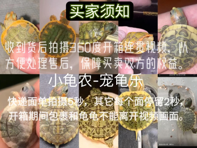 变异巴西龟果冻焦糖梵高黑巴波塞冬丛林青花专拍