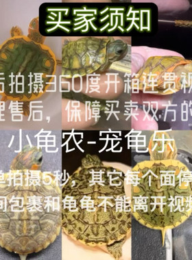 变异巴西龟果冻焦糖丛林波塞冬蝴蝶兰