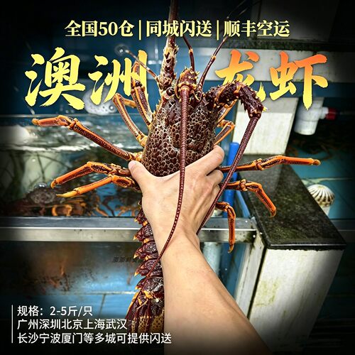 鲜活澳洲岩龙虾海捕超大鳌虾