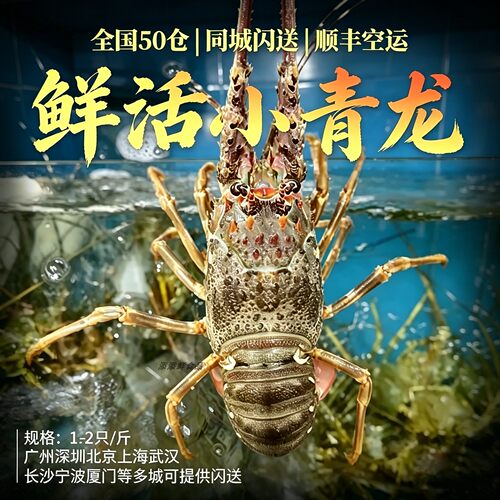 1斤鲜活小青龙虾4-8两/只