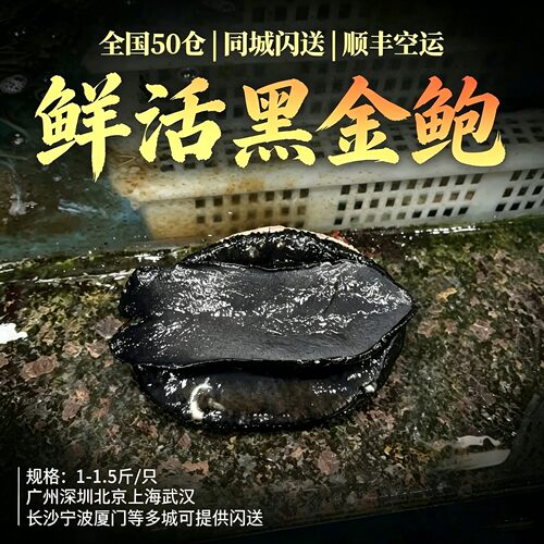 【全国多仓发货】鲜活黑金鲍鱼新海鲜水产特超大新西兰澳洲贝壳类
