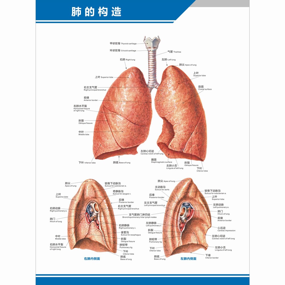 人体中英文医学科室解剖图