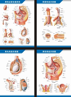男性泌尿睾丸阴茎中英文解剖图