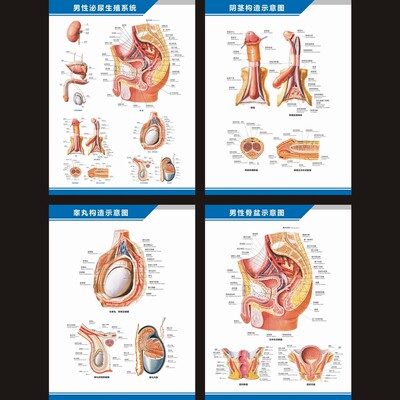男性泌尿睾丸阴茎中英文解剖图